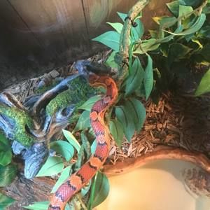 Meet your Posher, Tommy